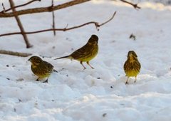 Gulspurv (Emberiza citrinella)