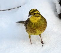 Gulspurv (Emberiza citrinella)