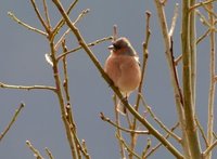 Bokfink (Fringilla coelebs)