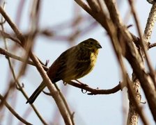 Gulspurv (Emberiza citrinella)