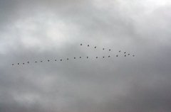 Storskarv (Phalacrocorax carbo)