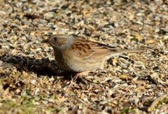 Jernspurv (Prunella modularis)