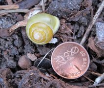 Hagesnegl (Cepaea hortensis)