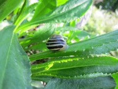 Hagesnegl (Cepaea hortensis)