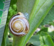 Hagesnegl (Cepaea hortensis)