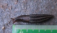 Boakjølsnegl (Limax maximus)