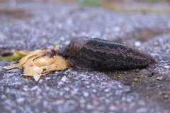 Boakjølsnegl (Limax maximus)