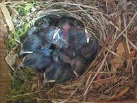 Svarthvit fluesnapper (Ficedula hypoleuca)