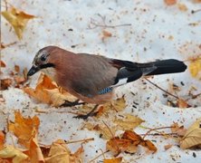 Nøtteskrike (Garrulus glandarius)