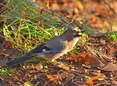 Nøtteskrike (Garrulus glandarius)