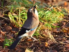 Nøtteskrike (Garrulus glandarius)