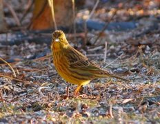 Gulspurv (Emberiza citrinella)