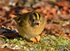 Fuglekonge (Regulus regulus)