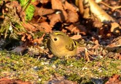 Fuglekonge (Regulus regulus)