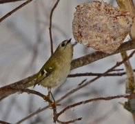 Fuglekonge (Regulus regulus)