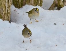 Fuglekonge (Regulus regulus)