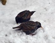 Stær (Sturnus vulgaris)