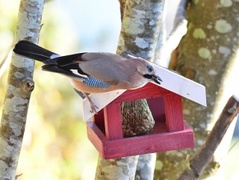 Nøtteskrike (Garrulus glandarius)