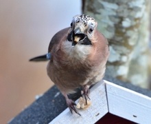 Nøtteskrike (Garrulus glandarius)