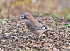 Nøtteskrike (Garrulus glandarius)