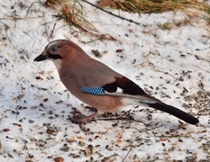 Nøtteskrike (Garrulus glandarius)