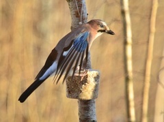 Nøtteskrike (Garrulus glandarius)