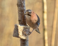 Nøtteskrike (Garrulus glandarius)