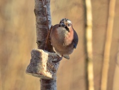 Nøtteskrike (Garrulus glandarius)