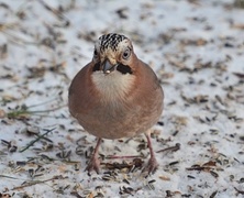 Nøtteskrike (Garrulus glandarius)