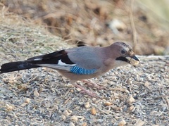 Nøtteskrike (Garrulus glandarius)