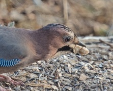 Nøtteskrike (Garrulus glandarius)