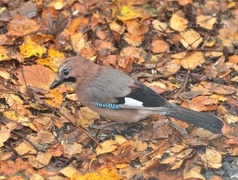 Nøtteskrike (Garrulus glandarius)