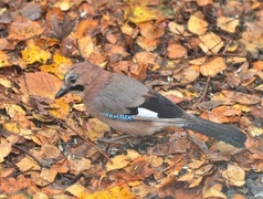 Nøtteskrike (Garrulus glandarius)