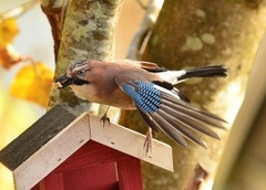 Nøtteskrike (Garrulus glandarius)