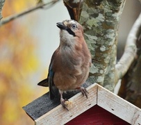 Nøtteskrike (Garrulus glandarius)