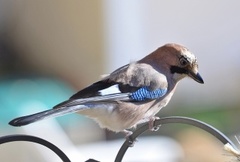 Nøtteskrike (Garrulus glandarius)