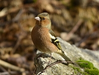 Bokfink (Fringilla coelebs)