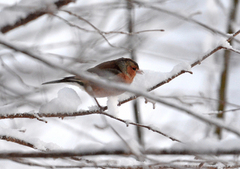 Bokfink (Fringilla coelebs)