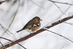 Bokfink (Fringilla coelebs)