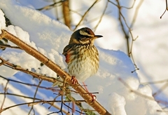 Rødvingetrost (Turdus iliacus)