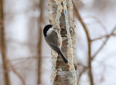 Løvmeis (Poecile palustris)