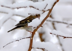 Bokfink (Fringilla coelebs)