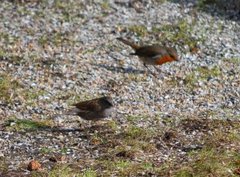 Jernspurv (Prunella modularis)