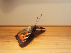 Neslesommerfugl (Aglais urticae)