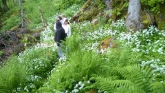 Ramsløk (Allium ursinum)