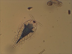 Hoppekreps (Copepoda)