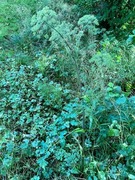 Sløke (Angelica sylvestris)