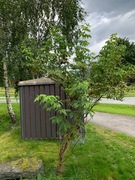 Rødhyll (Sambucus racemosa)