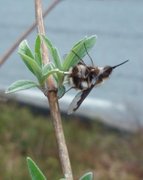 Stor humleflue (Bombylius major)