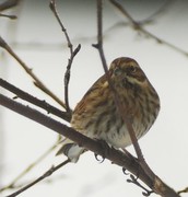 Sivspurv (Emberiza schoeniclus)